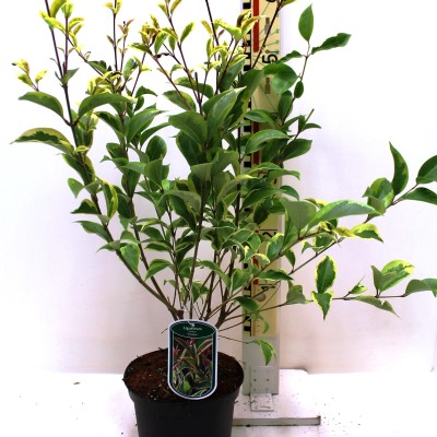 Ligustrum lucidum 'Tricolor'